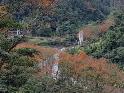 鳩之澤自然步道冬日限定之楓紅美景